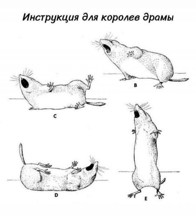 Картинки для деградации 273 (разной степени свежести)