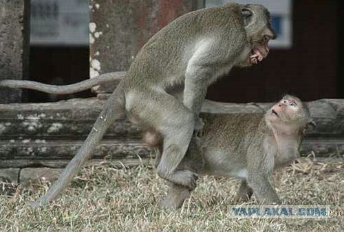 Режим Асада трепещет!