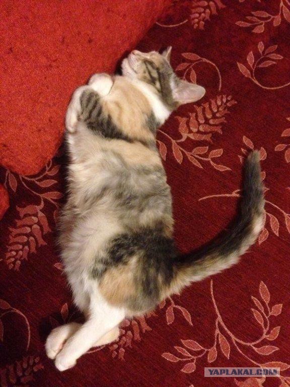 КотоПост