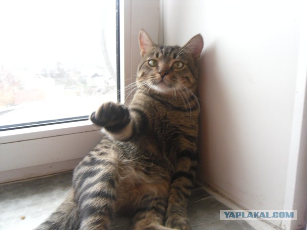 Котовторник 25.02.2014
