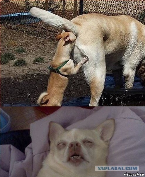 Весёлые картинки. Разбавим будни