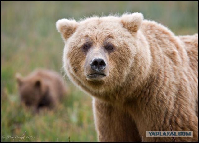 Блондинка ищет мужика в видеочате