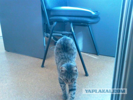 Котовторник 17.06.2014