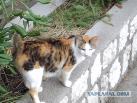 Котовторник 16.09.14