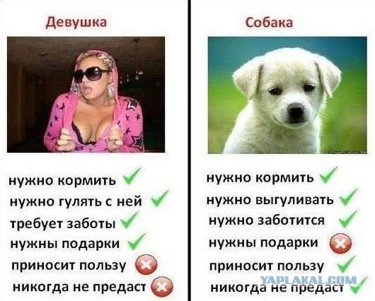 Подборка весёлых картинок