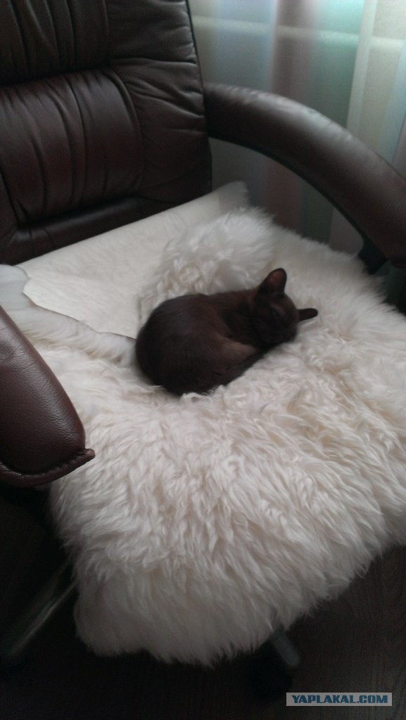Котовторник 11.11.2014