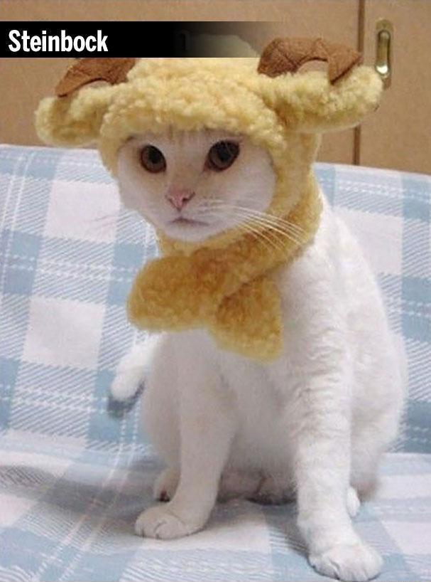 Весёлые картинки