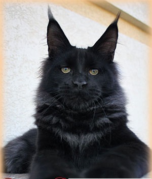 Котовторник 16.12.2014
