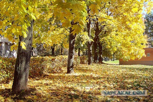 Осень и девушки