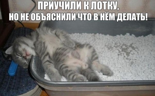 Котовторник