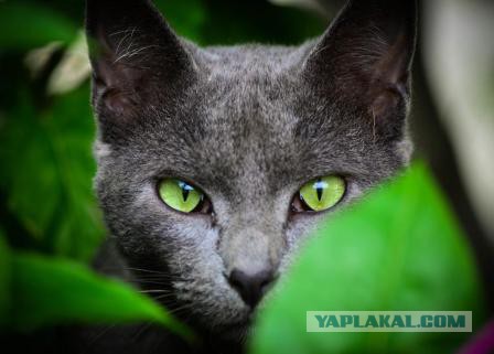 Котовторник