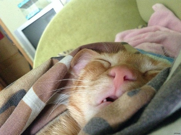 Котовторник