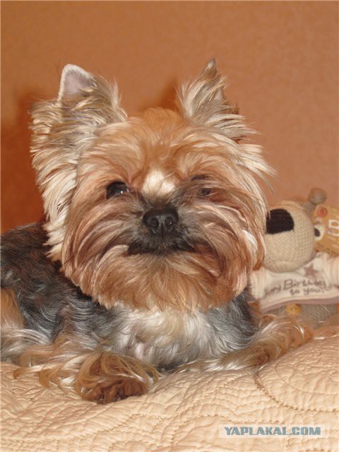 Как нашли собаку