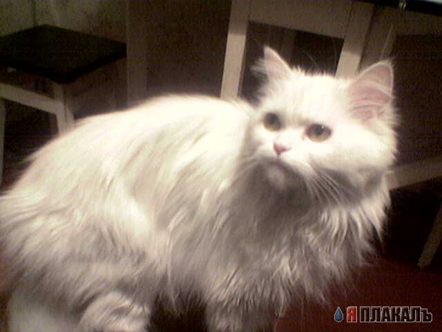 Коты, кошки, котята