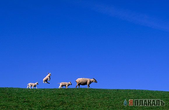 Фотожаба: Скачущая собачка