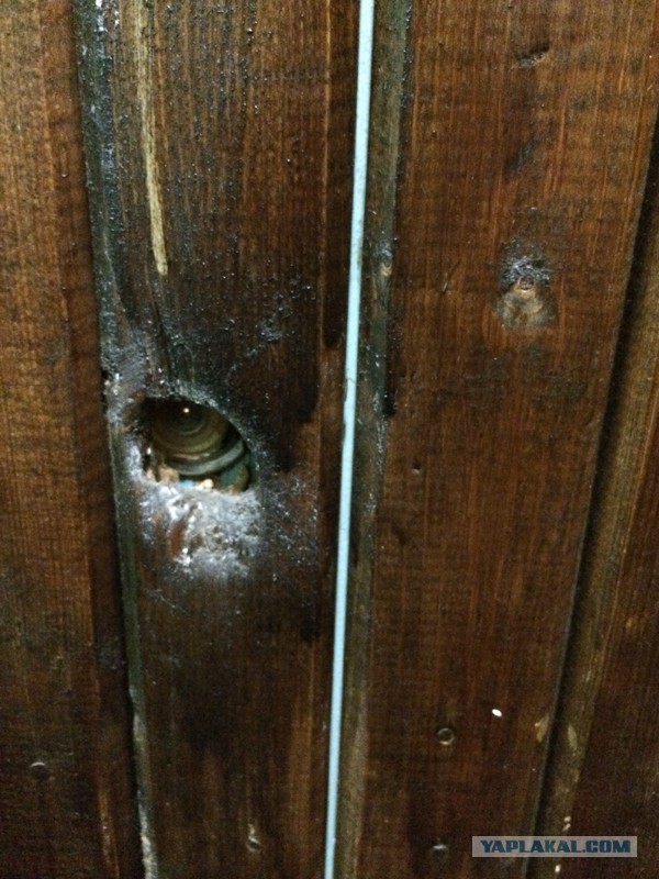 Они живые. Они смотрят на нас!