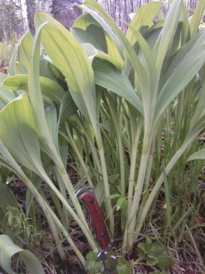 Колбаски-гриль с черемшой