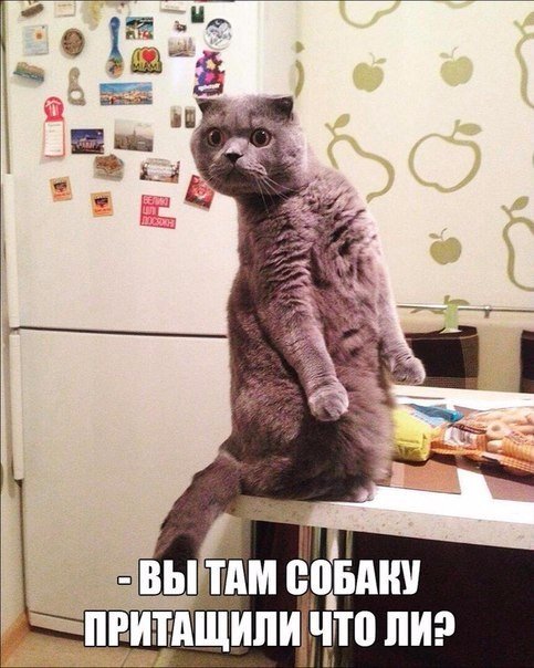 Мохнатые беспредельщики