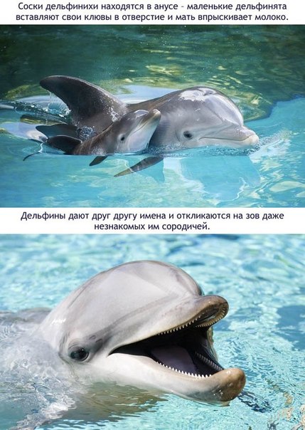 Божьи твари