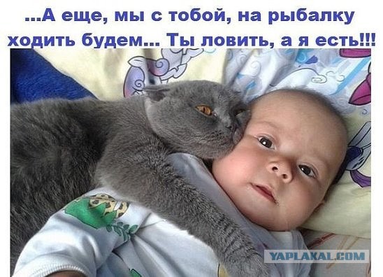 Котовторник 07.06.2016