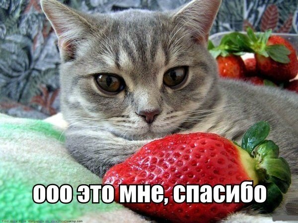 Мохнатые беспредельщики