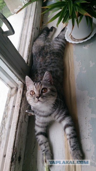 Котовторник 09.08.2016