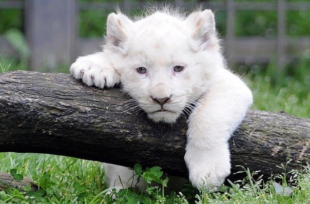 Прикольные животные