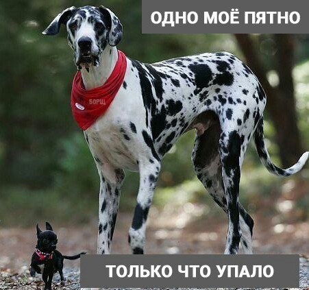 Самые смешные животные