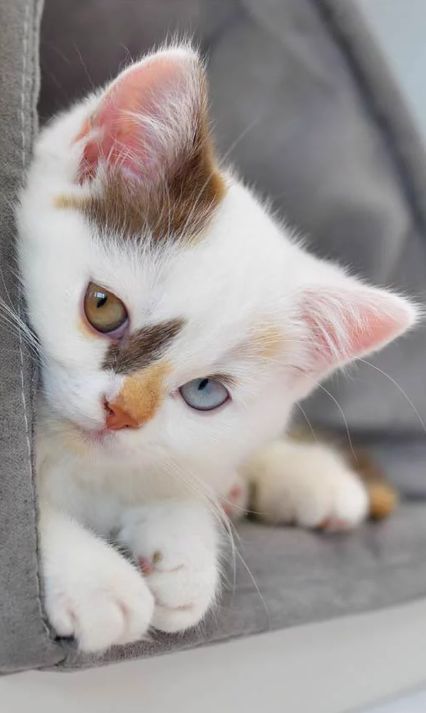 Коты из сети