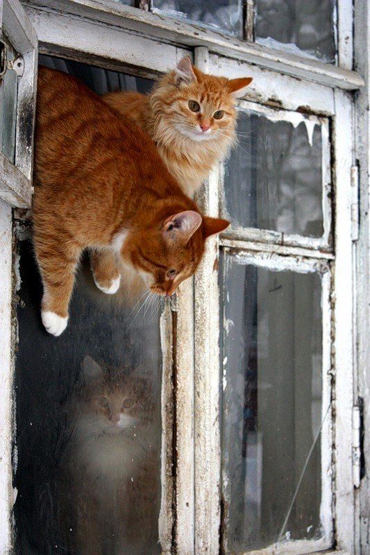 Коты и Кошки