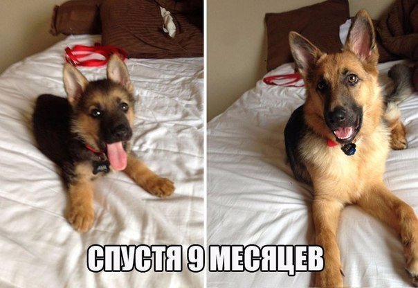 Живность из сети