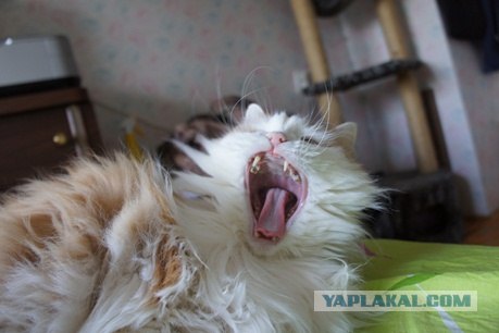 Как то раз под новый год у меня съ***лся кот......