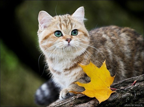 Прикольных котов пост