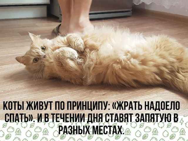 Картинки по-приколу