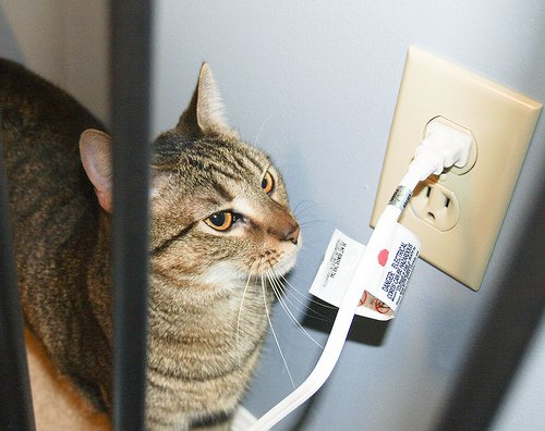 Забыли котовторник? А вот он!