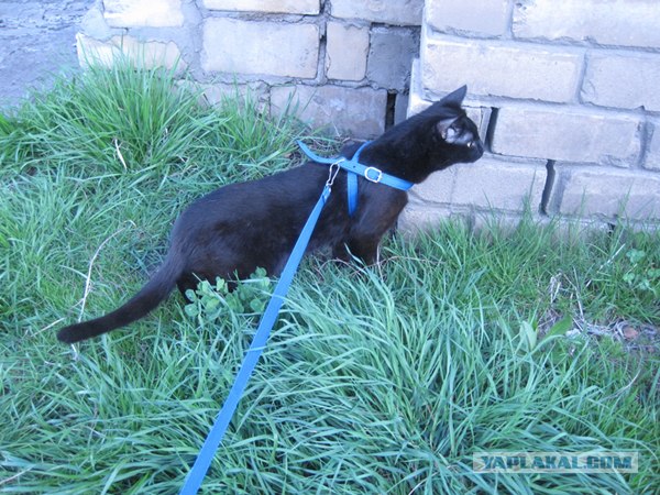 Котовторник стартует