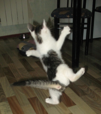 Котовторник объявляется открытым!