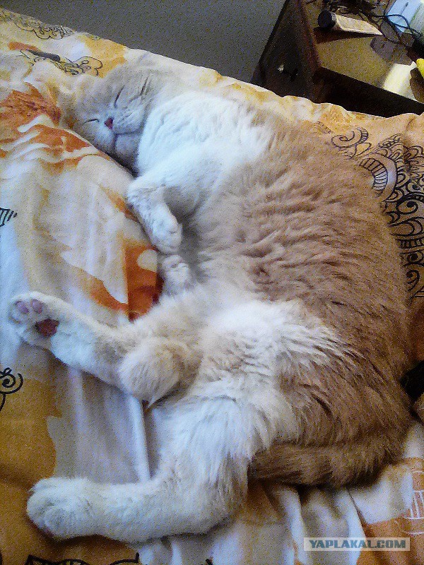 Котовторник (20.11.18)
