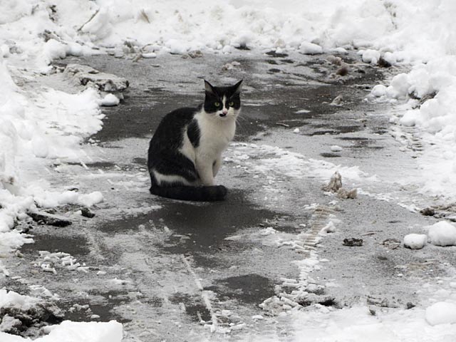 Из жизни хвостатых "королей двора"!