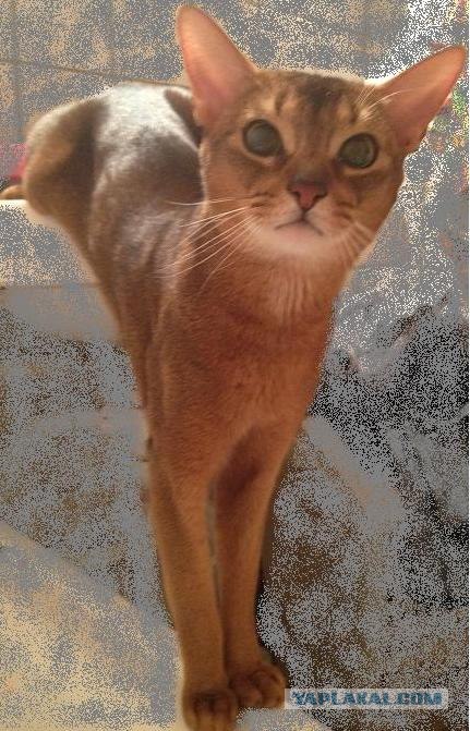 Котовторник (07.02.2012)