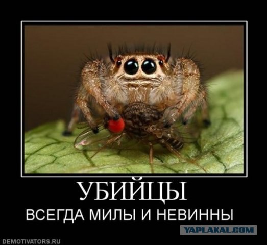 Жаль, что нет паукочетверга