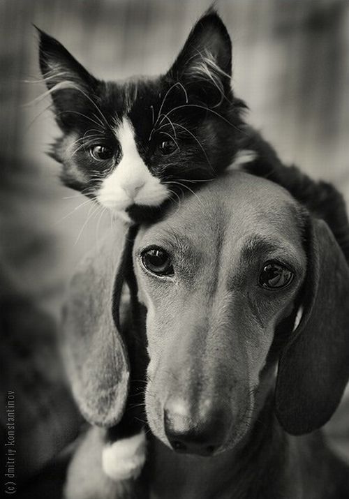Уже не котовторник, но еще и не собакочетверг