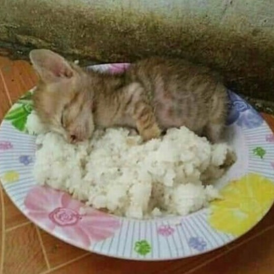 Забавные картинки с котами из сети