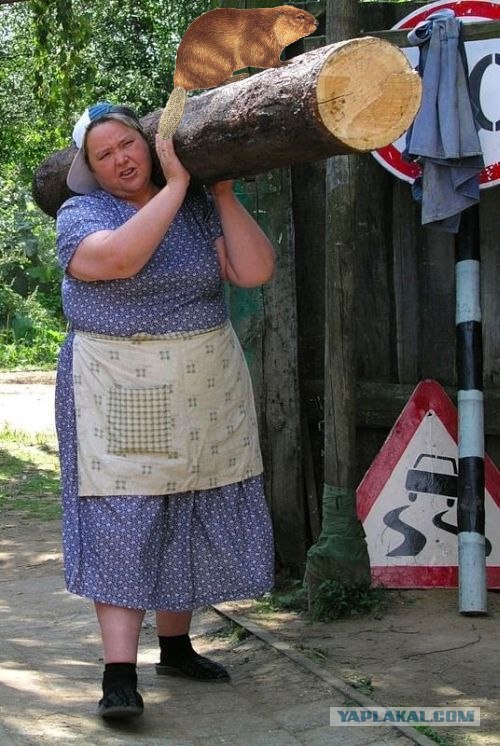фотожаба: с бревном