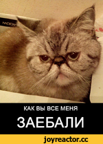 Почему среди мужчин так много мудаков?