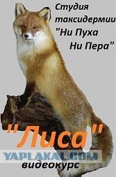 Таксидермия + наркомания