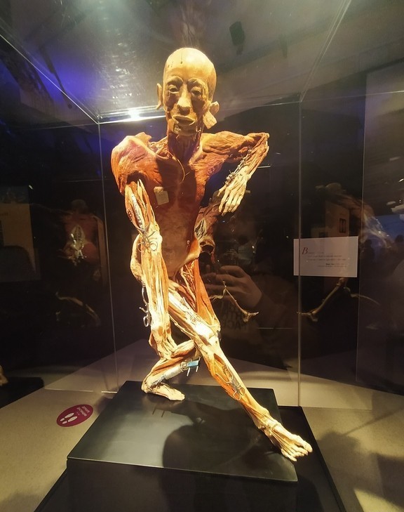 Посетил выставку Body Worlds на ВДНХ