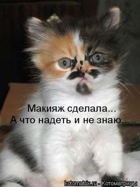 Картинки с котами и про котов