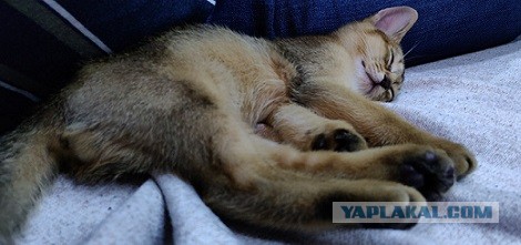 Мои личные котейки к котовторнику!