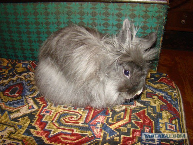 Кролик